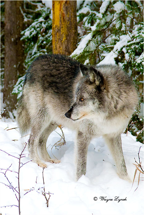 Wolf by Dr. Wayne Lynch &copy;